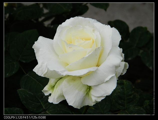 nEO_IMG_���� 042.jpg