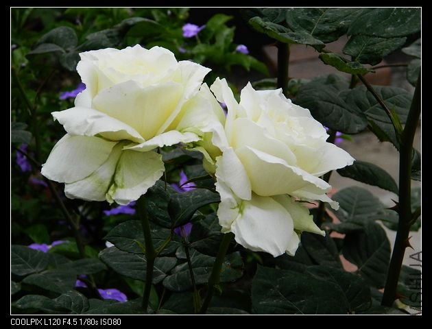 nEO_IMG_���� 041.jpg