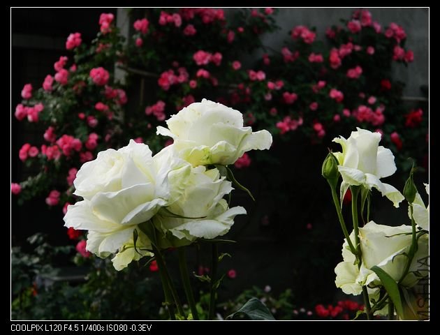 nEO_IMG_���� 460.jpg