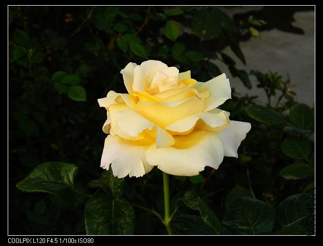 nEO_IMG_���� 060.jpg