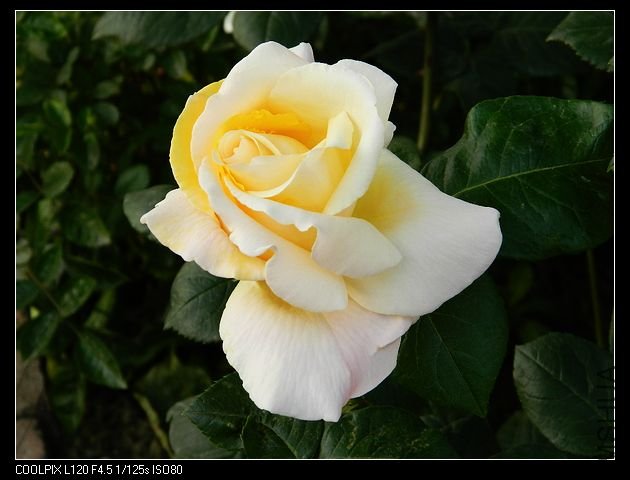 nEO_IMG_���� 103.jpg