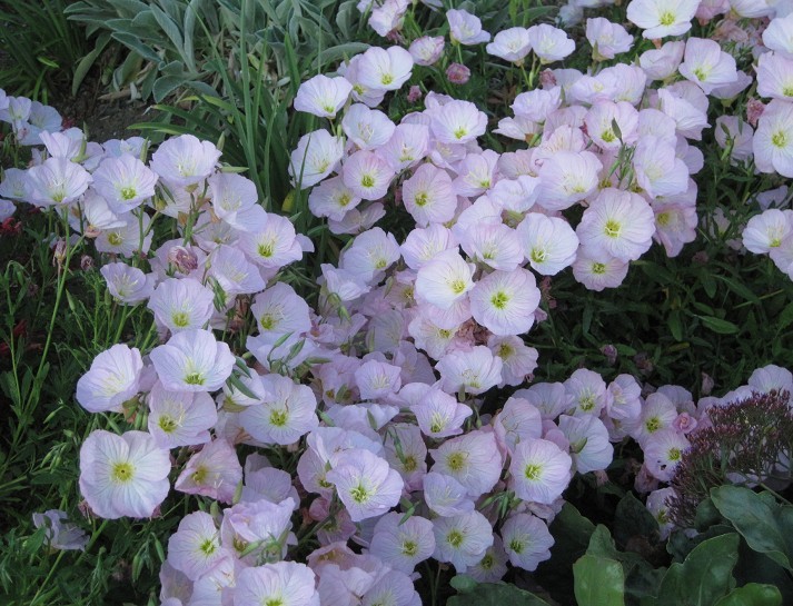mexican evening primrose.jpg