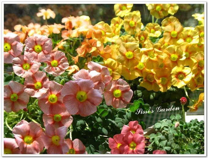 nEO_IMG_110408 035.jpg