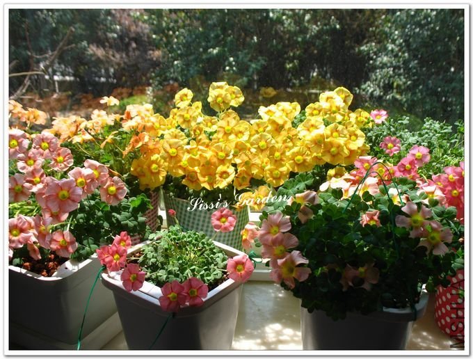 nEO_IMG_110408 032.jpg