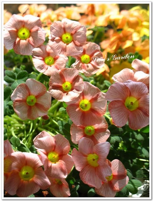 nEO_IMG_110408 039.jpg