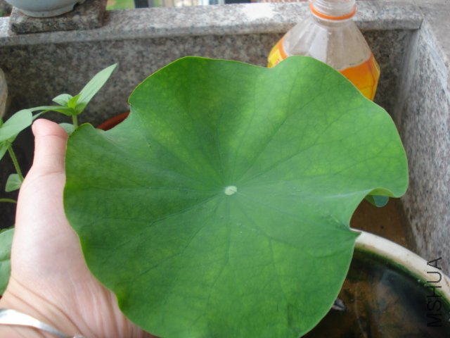 DSC05145.JPG