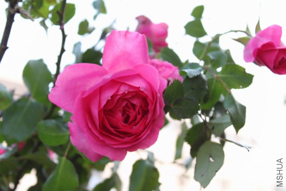 ��Ƭ 026.jpg