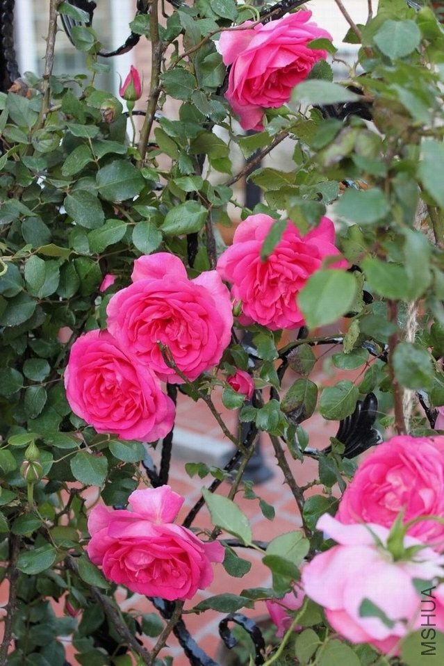 ��Ƭ 027.jpg