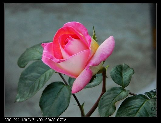 nEO_IMG_��Ƭ 581.jpg