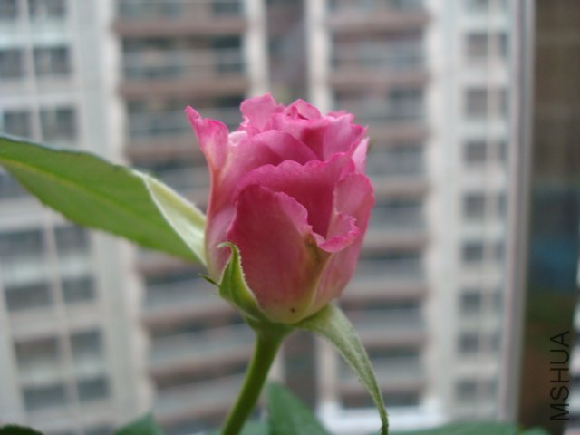 DSC02161.JPG
