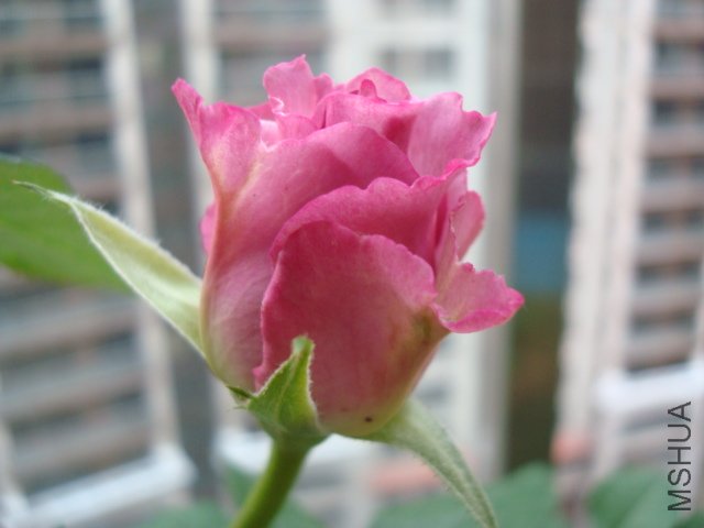 DSC02163.JPG