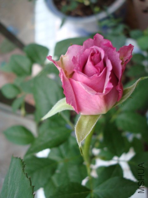 DSC02162.jpg