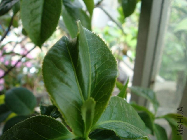DSC00519.JPG
