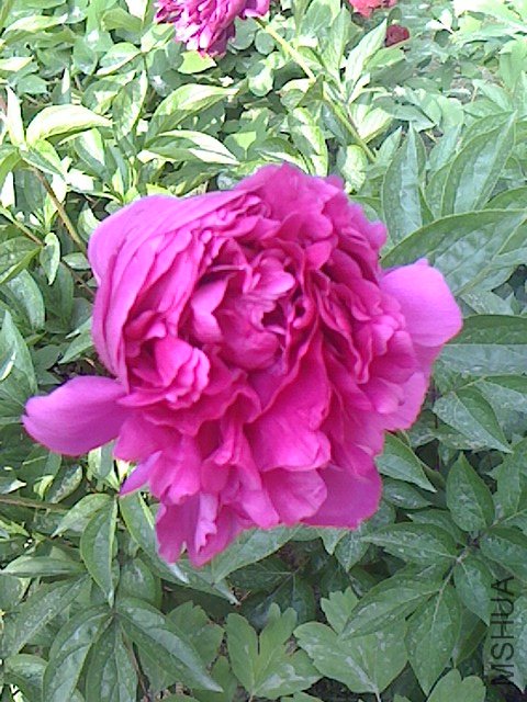IMG0430075201.jpg