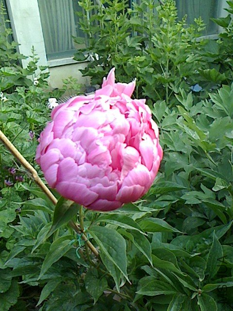 IMG0505063001.jpg