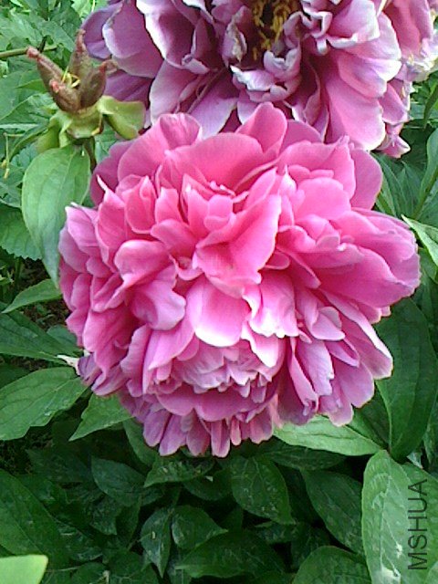 IMG0505062900.jpg