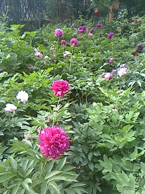 IMG0501070500.jpg
