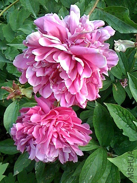 IMG0505063000.jpg