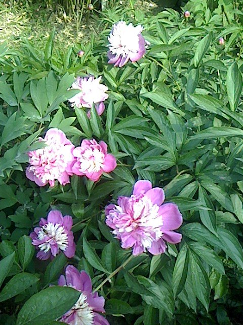 IMG0430075302.jpg