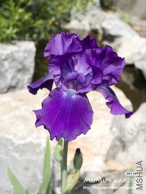 �¹��β-1 20110501.jpg