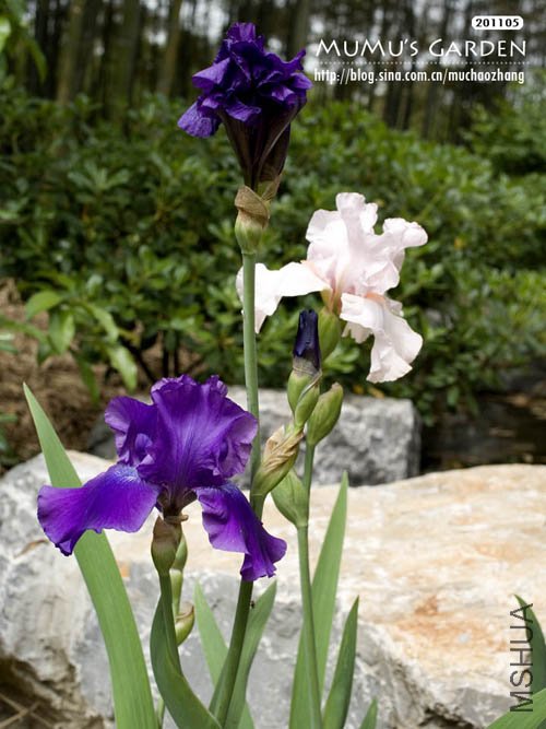 �¹��β-3 20110502.jpg
