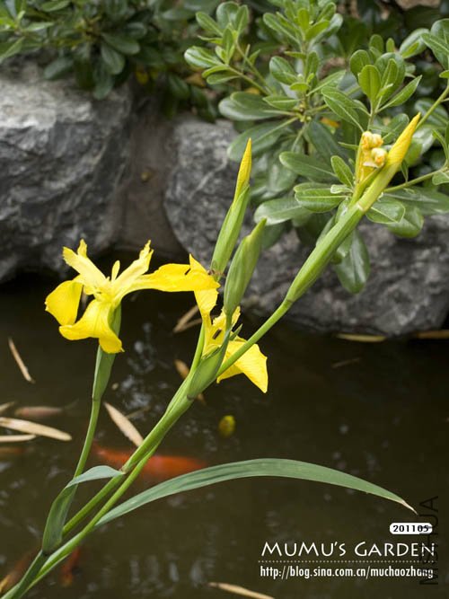 ���ѡ�20110502.jpg
