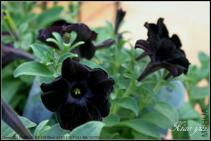 ��ţ����