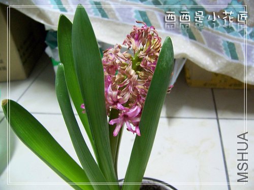 100_8111_002.jpg