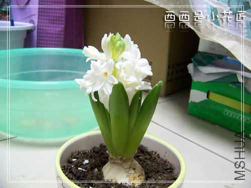100_8116_002.jpg