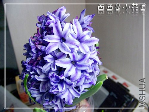 100_8336_002.jpg