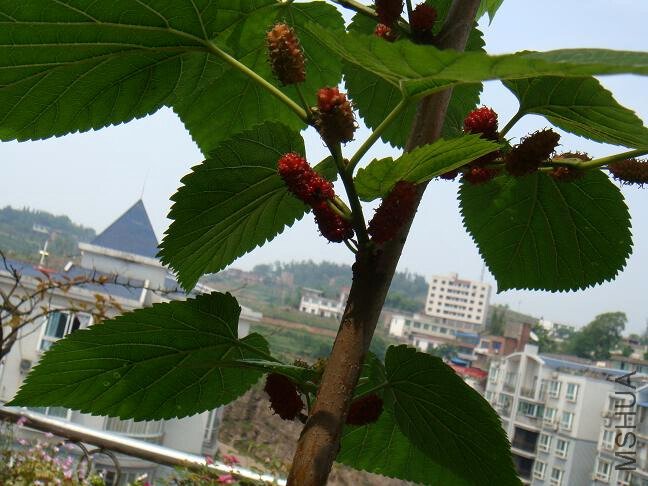 DSC04770.JPG