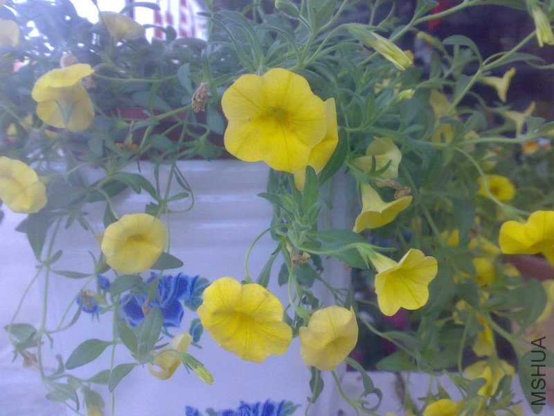 201105031463_��Ӱ_1.jpg