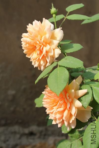 ��Ƭ 019.jpg