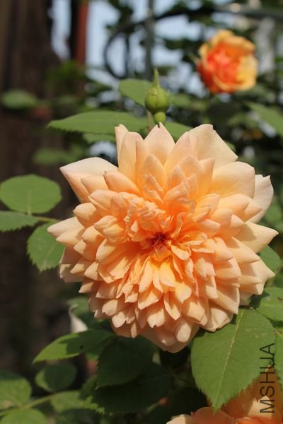 ��Ƭ 021.jpg