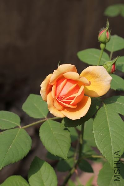 ��Ƭ 023.jpg