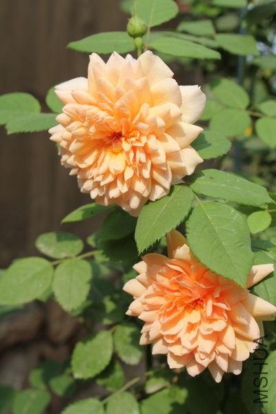 ��Ƭ 022.jpg