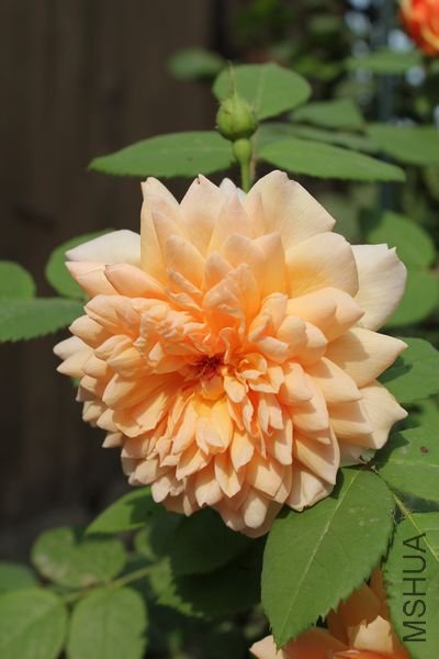 ��Ƭ 020.jpg