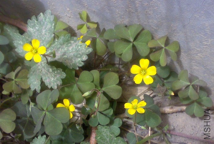 201104301459_��Ӱ_1.jpg