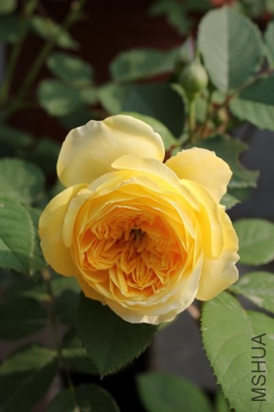 ��Ƭ 036.jpg