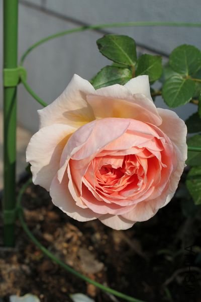 ��Ƭ 038.jpg