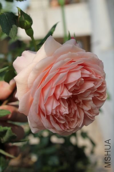 ��Ƭ 039.jpg