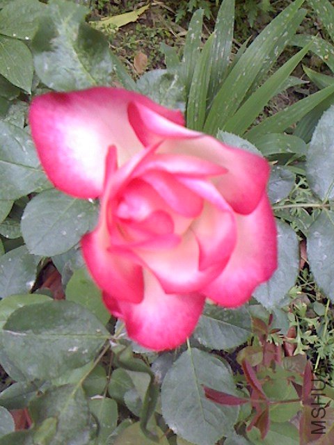 IMG0506062100.jpg