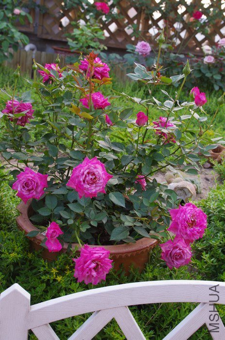 IMGP1954.JPG