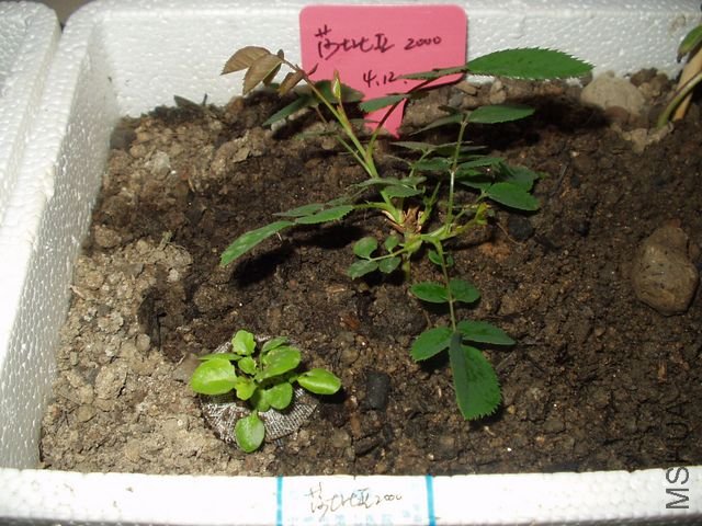 P1010015.JPG