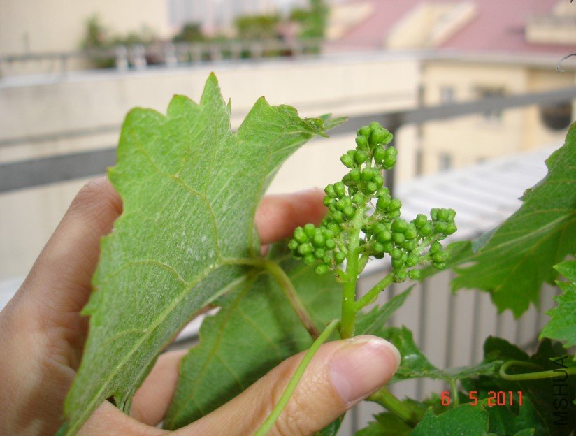 ���Ѻ��񳤴��˵�