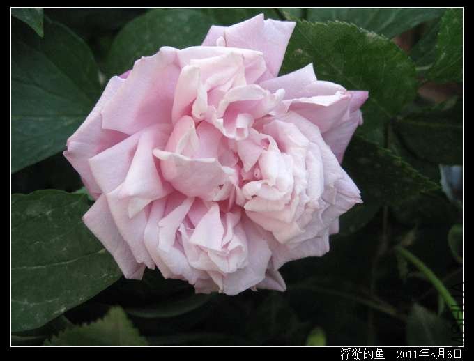 0506hongseouyue1.jpg