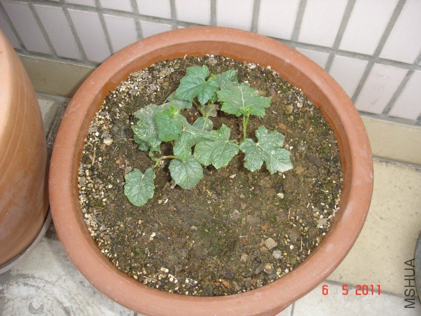 ˿��20110506 1.JPG