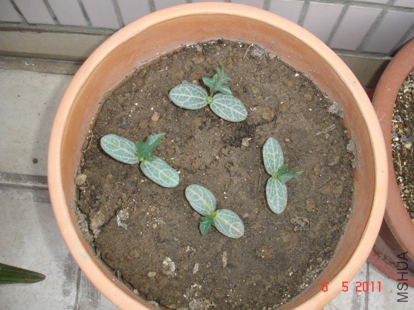 ��˿��20110506 1.JPG