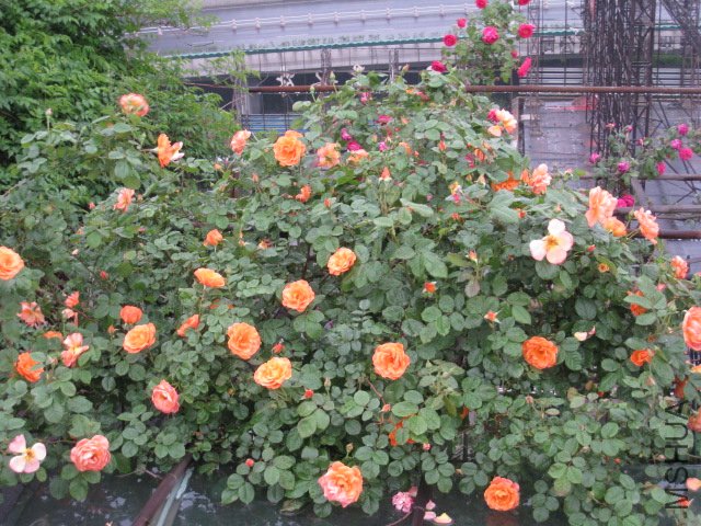 IMG_0650.JPG