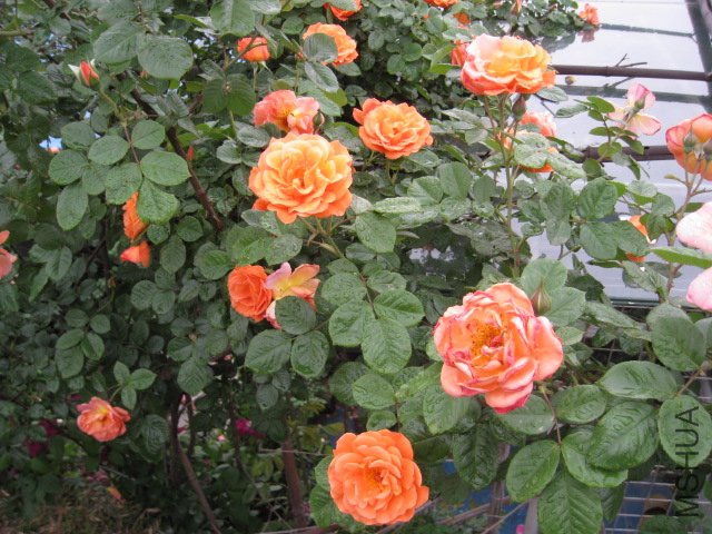 IMG_0656.JPG